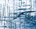 Abstract: Reeds in Rippled Water