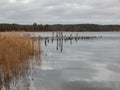 Reeds on a small lake on the east coast of Sweden