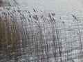 Reeds on a small lake on the east coast of Sweden