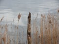 Reeds on a small lake on the east coast of Sweden