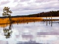 Reeds on a small lake on the east coast of Sweden