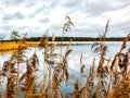 Reeds on a small lake on the east coast of Sweden