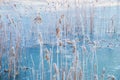 Reeds with snow and frost in winter nature Royalty Free Stock Photo