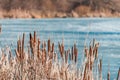 Reeds in the snow on the shore of a frozen river