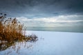 Reeds on a snowy shoreline. Royalty Free Stock Photo