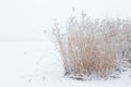 Reeds in snowy winter
