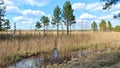 Reeds and sparse pines and birches trees grow in the swamp, and the water rises in places to form a dangerous mire. Behind the swa