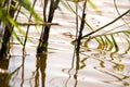 Reeds in stagnant water