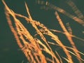 Reeds stalks in blurred movement picture for background