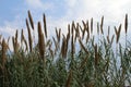 Reeds sticking up against a blue sky and white clouds Royalty Free Stock Photo