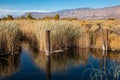 Owens River Reeds