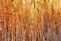 Reeds in the summer backlit by the sun Royalty Free Stock Photo