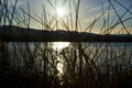 Reeds and Sun Reflection