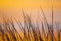 Reeds at sunrise Royalty Free Stock Photo