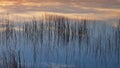 Reeds at sunrise in Nine Mile Pond in Everglade National Park. Royalty Free Stock Photo