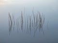 Reeds at sunrise in Nine Mile Pond in Everglade National Park. Royalty Free Stock Photo