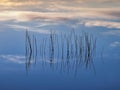 Reeds at sunrise in Nine Mile Pond in Everglade National Park. Royalty Free Stock Photo