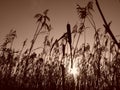 Reeds at sunrise Sepia Royalty Free Stock Photo