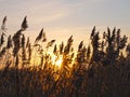 Reeds on a sunset.