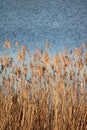 Reeds in the sunset