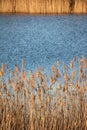 Reeds in the sunset Royalty Free Stock Photo