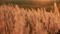 Reeds sway on wind at sunset. Slow motion.