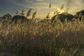 Golden colors at sunset in the Llobregat delta