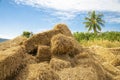 Reeds texture. Straw surface. Royalty Free Stock Photo