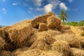 Reeds texture. Straw surface Royalty Free Stock Photo