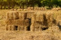 Reeds texture. Straw surface Royalty Free Stock Photo