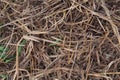 Reeds texture. Straw surface. Thatch pack canvas. Royalty Free Stock Photo