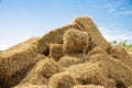 Reeds texture. Straw surface Royalty Free Stock Photo