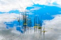 Reeds in Trapp Lake with Blue Sky and Clouds reflection on the smooth water surface Royalty Free Stock Photo