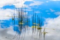 Reeds in Trapp Lake with Blue Sky and Clouds reflection on the smooth water surface Royalty Free Stock Photo