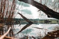 Reeds and trees in a beautiful lake