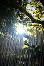 Reeds, trees, sun. hope beyond obstacles Royalty Free Stock Photo