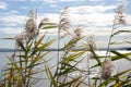 Reeds at Tuggerah Lake Royalty Free Stock Photo