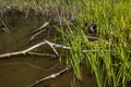 Reeds and twigs at waters edge