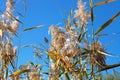 Reeds under the blue sky