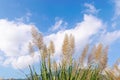 Reeds under blue sky and white clouds