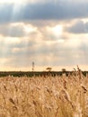 Reeds under cloudy sky with sun beaming through in Essex, England Royalty Free Stock Photo