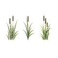 Reeds vector isolated set. Rush on white background Royalty Free Stock Photo