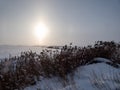 Reeds and vegetation under large amount of snow in winter with sun shining through trees in a snowstorm Royalty Free Stock Photo