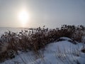 Reeds and vegetation under large amount of snow in winter with sun shining through trees in a snowstorm Royalty Free Stock Photo