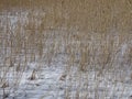 Reeds are waiting the birds to come and also the spring to come Royalty Free Stock Photo