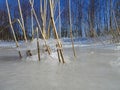 Reeds are waiting the spring to come Royalty Free Stock Photo