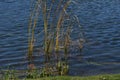 Reeds in the Water on a Clear Sunny Day