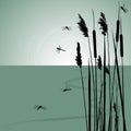 Reeds in the water and few dragonflies