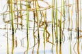 Reeds in the water at the lake shore in spring Royalty Free Stock Photo