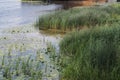 Reeds and water lilies bloomed on the river Royalty Free Stock Photo